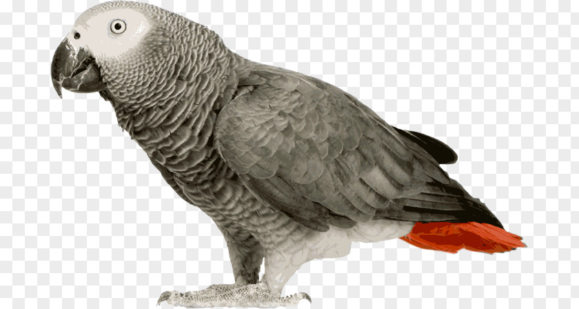 Parrot Grey Bird Budgerigar Amazon PNG