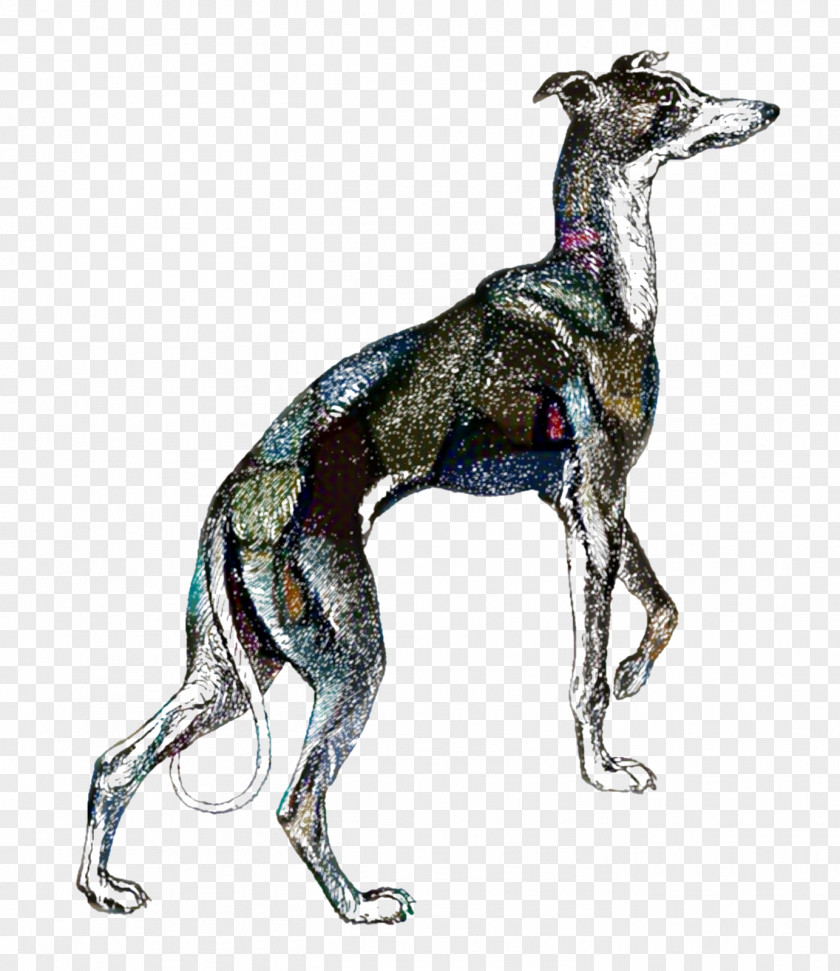Polish Greyhound Mudhol Hound Cartoon Nature Background PNG