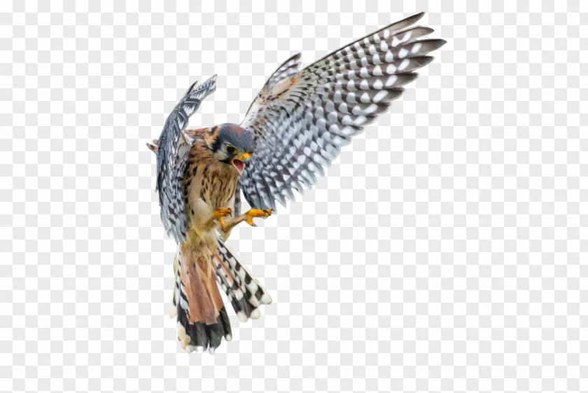 White American Spirit Vertebrate Kestrel Bird Falcon PNG