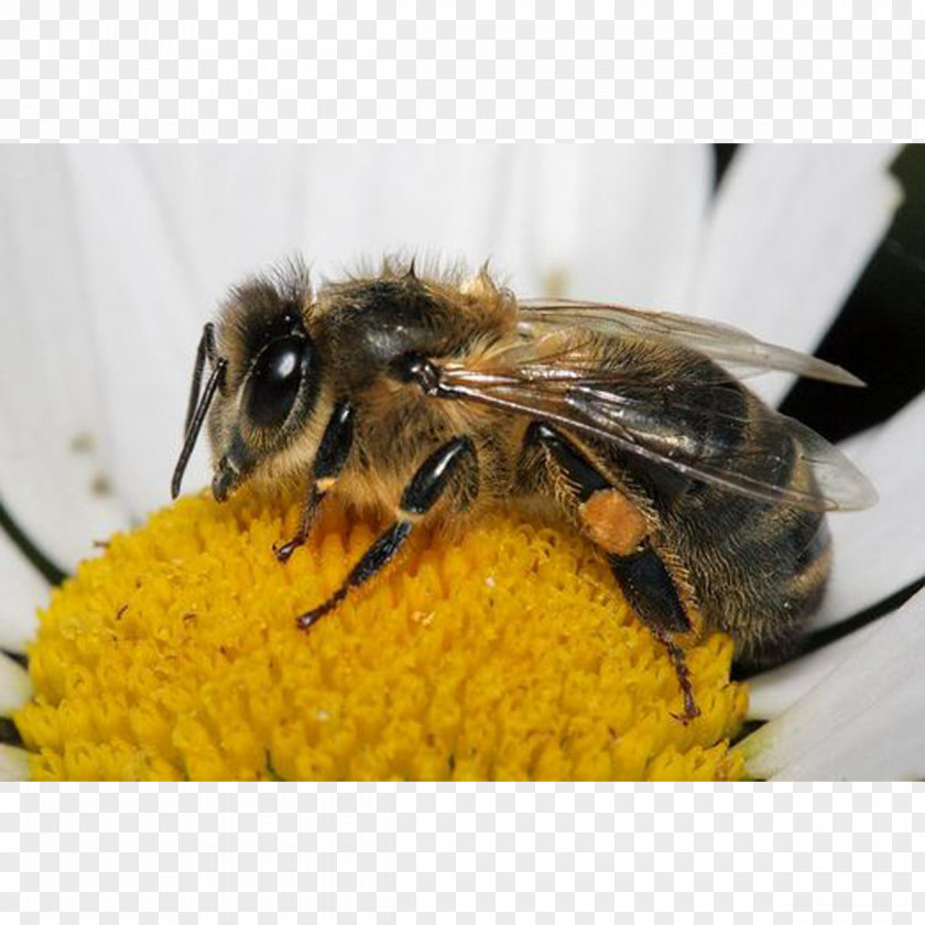 Bee Western Honey Insect Bumblebee Pollen PNG