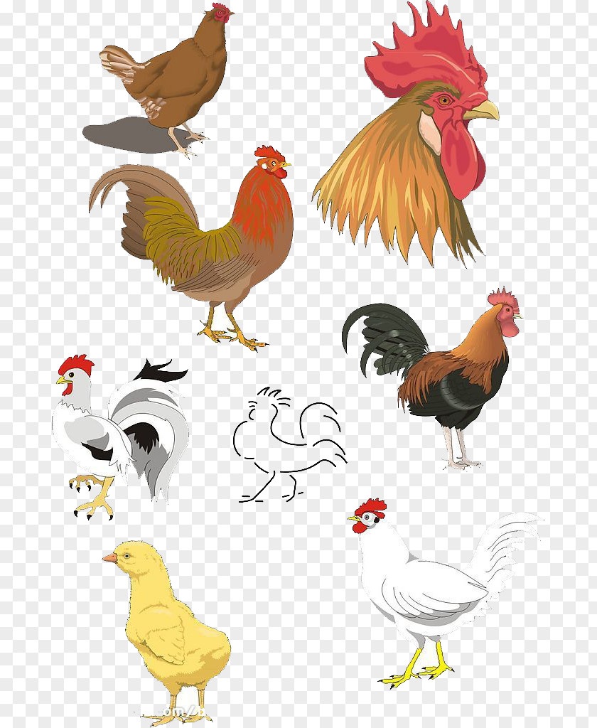 Cock Chicken Rooster Clip Art PNG