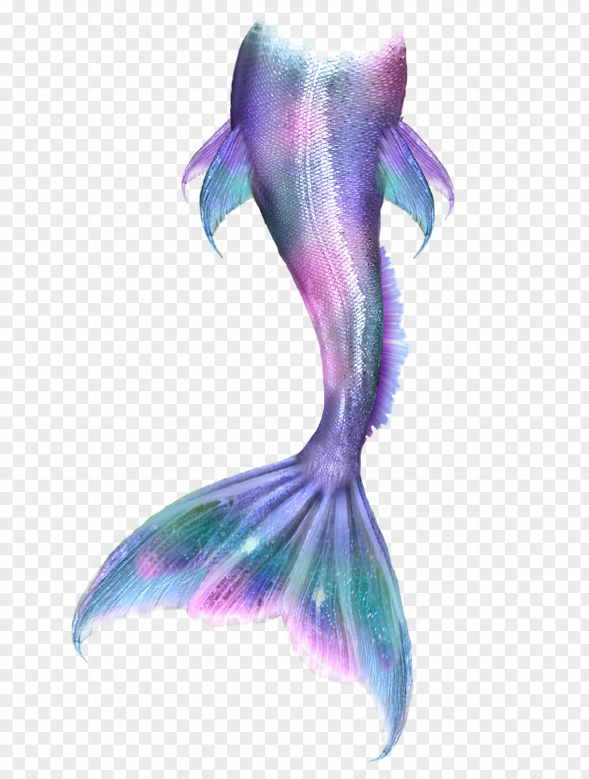 Mermaid Tail Ariel Drawing Siren PNG