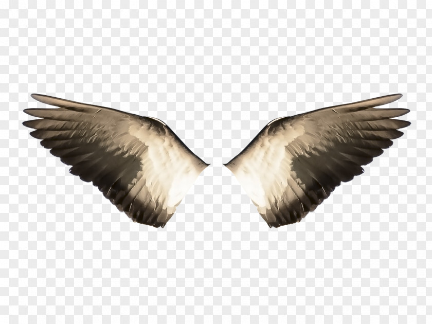 Bird Flight Wing Stock.xchng Water PNG