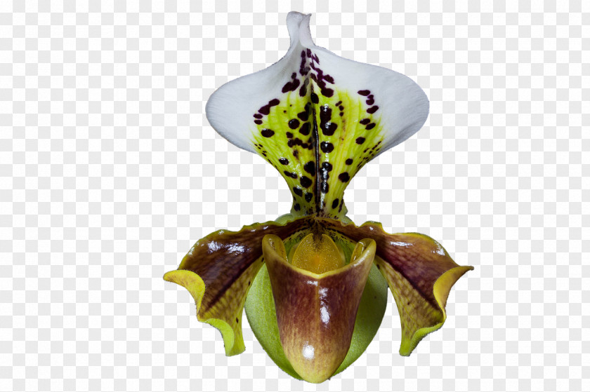 Hardleaved Pocket Orchid Arum Family Flower PNG