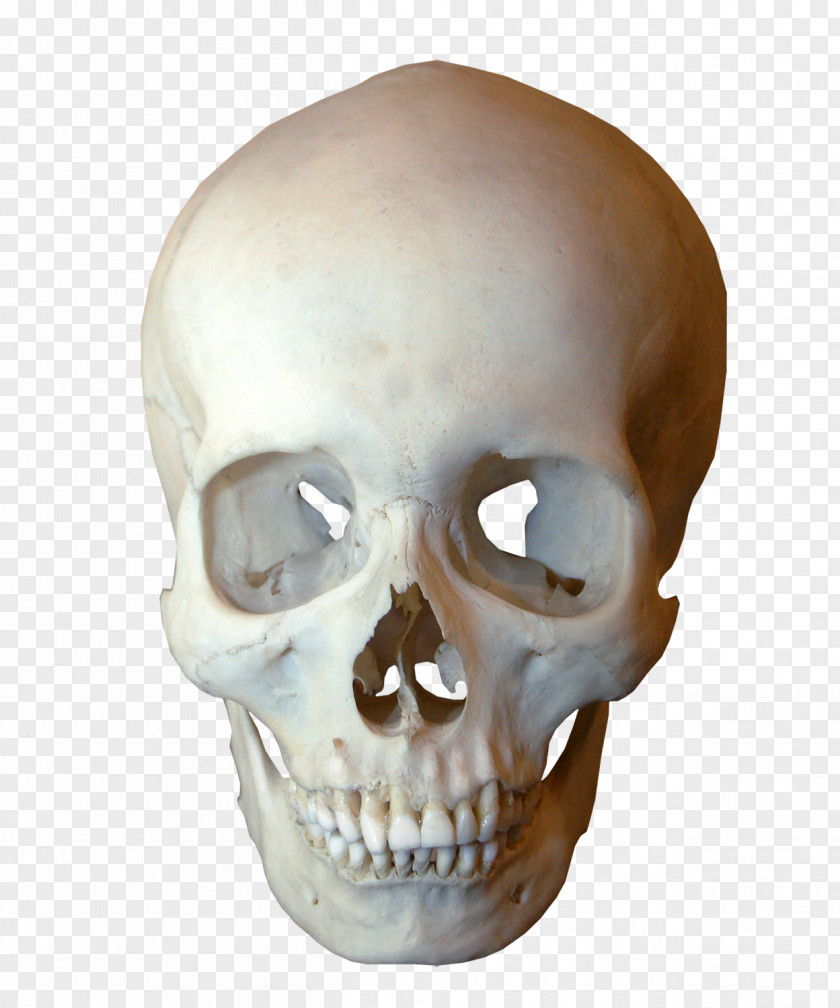 Skull Human Symbolism Skeleton Jaw PNG