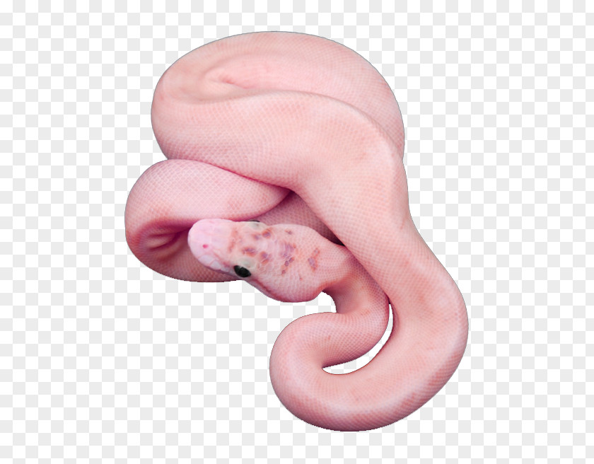 Snake Editing We Heart It PNG