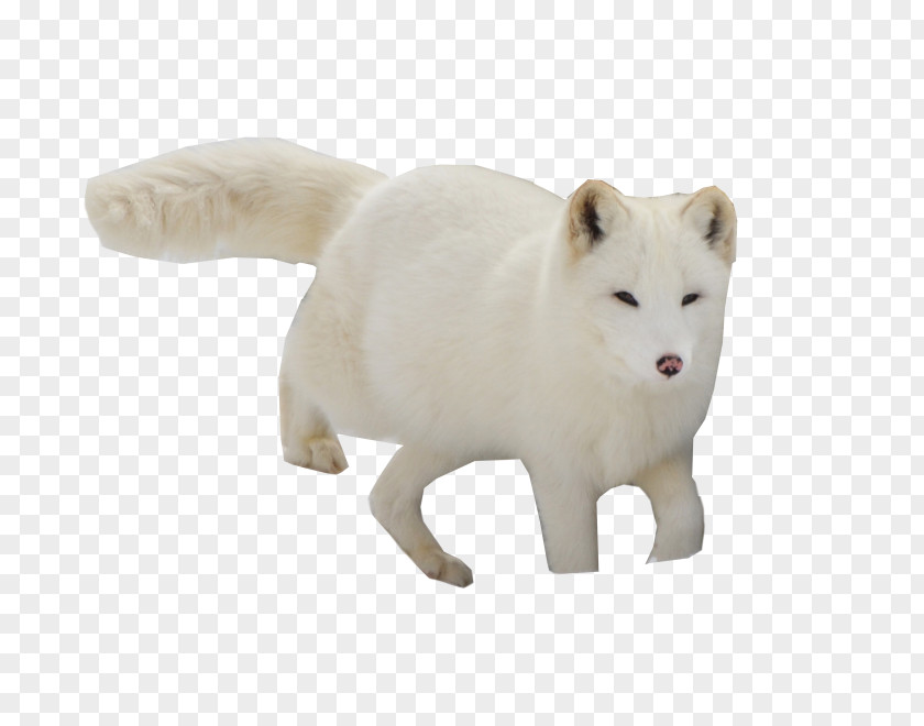 Arctic Fox Red Dog PNG