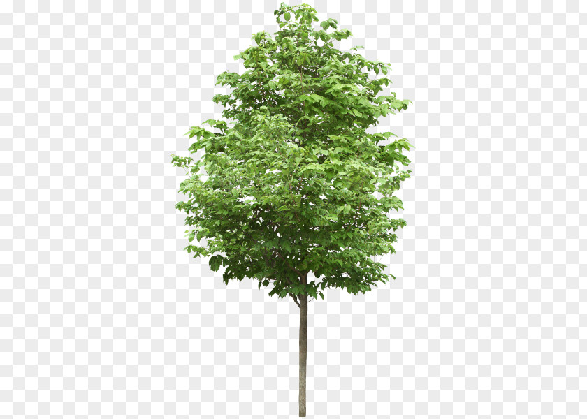 Tree Lindens Pine Clip Art PNG
