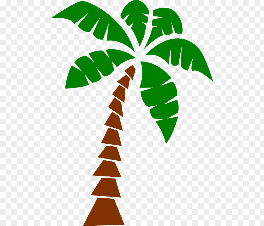 Arecales Woody Plant Palm Tree PNG