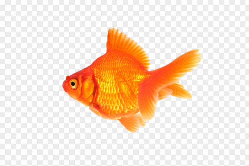 Fish Fantail Desktop Wallpaper 1080p PNG