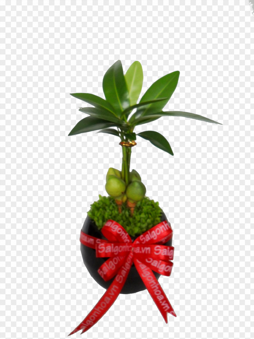 Sai Gon Leaf Flowerpot Houseplant Plant Stem PNG