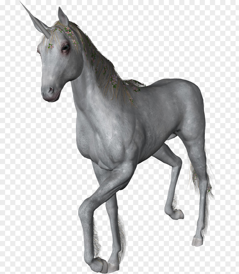 Unicorn White Horse Horn PNG