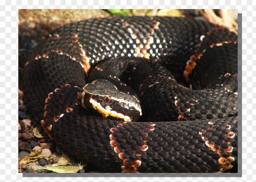 Kingsnakes Rattlesnake Vipers Hognose Snake PNG
