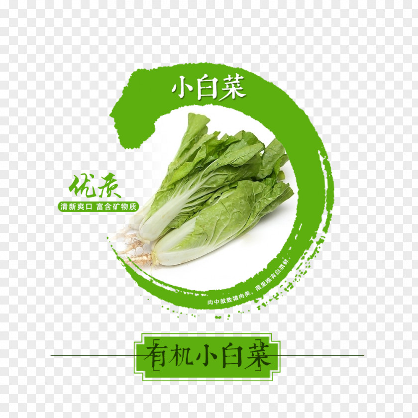 Organic Cabbage Food Bok Choy PNG