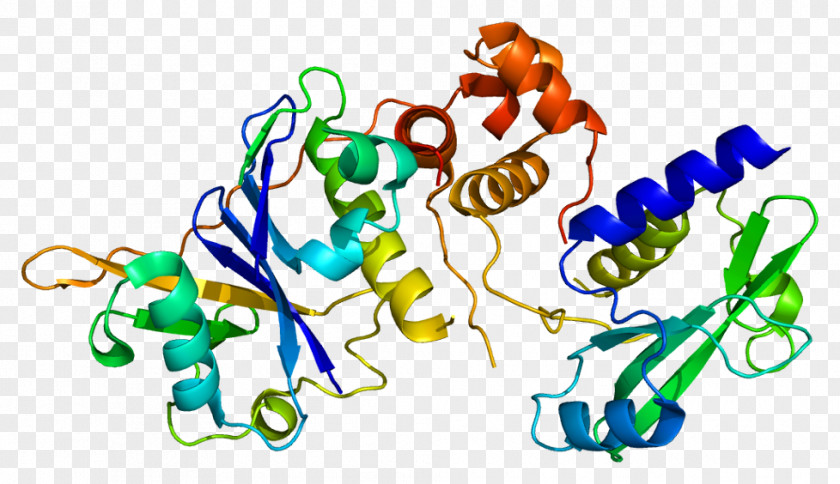SOCS2 Suppressor Of Cytokine Signalling Protein Ubiquitin Ligase Signaling 1 PNG