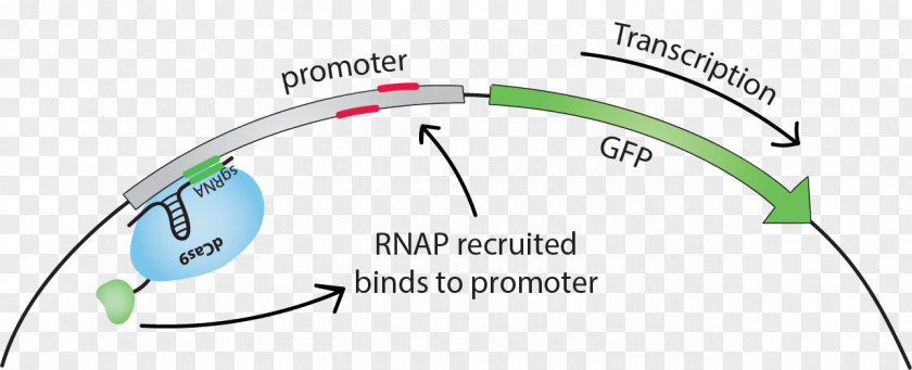 Transcription Factor DCas9 Activation System Promoter Green Fluorescent Protein PNG