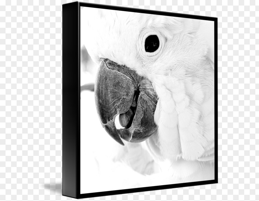 Cacatua Black And White Gallery Wrap Photography Beak Picture Frames PNG