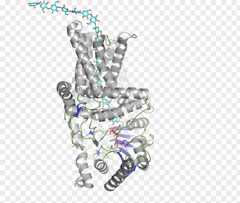 Cellulose Synthase Enzyme Glucan PNG
