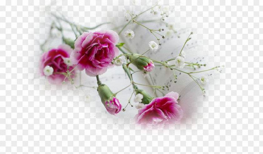 Flower Desktop Wallpaper Pink Flowers Metaphor Carnation PNG