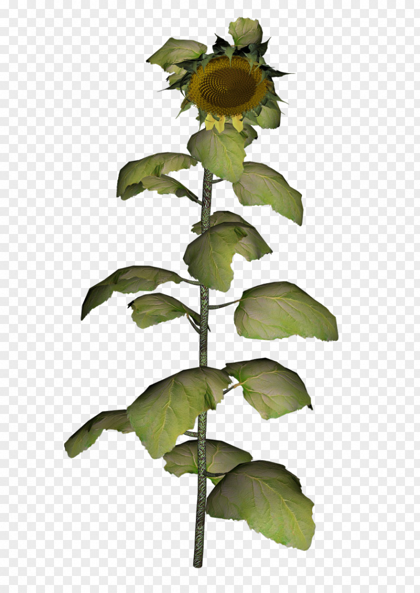 Hardal Tohumu Clip Art Common Sunflower Graphics Image Cattle PNG