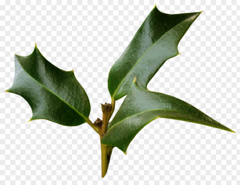 Ilex Crenata Cornuta Plant Material Christmas PNG