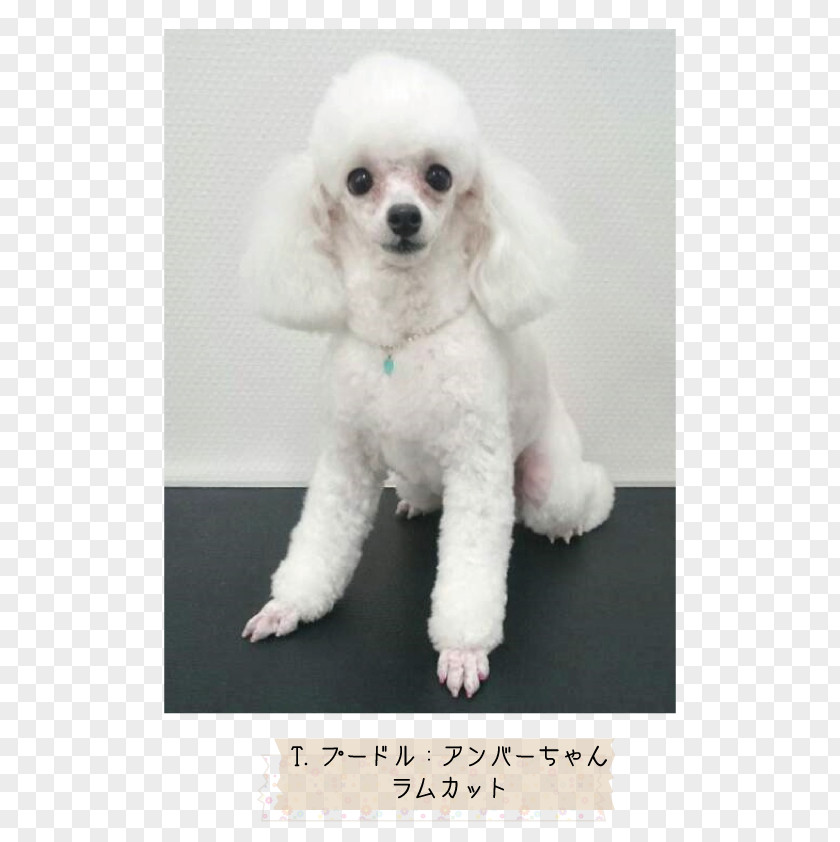 Puppy Miniature Poodle Toy Standard PNG