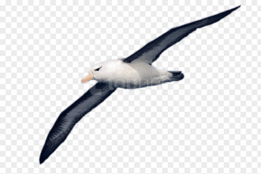 Arabic Drawings Transparent Albatross Clip Art Image Bird PNG