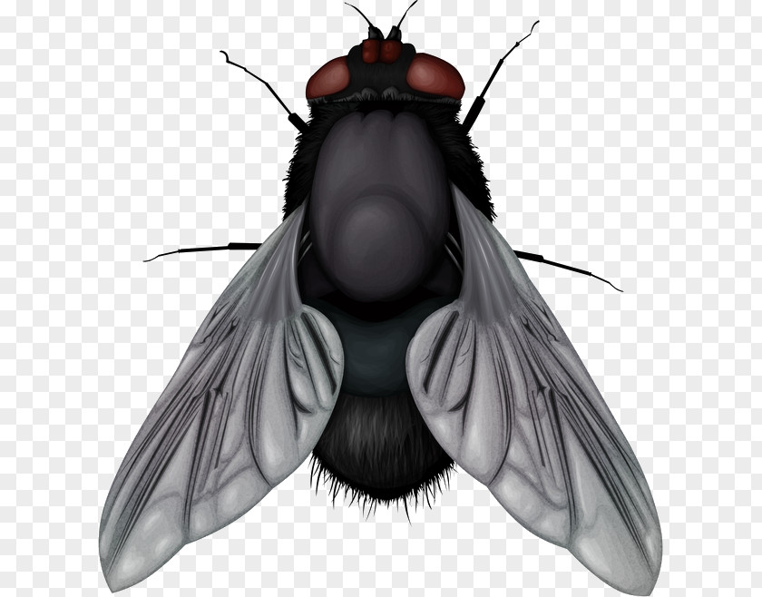 Fly Image Clip Art PNG