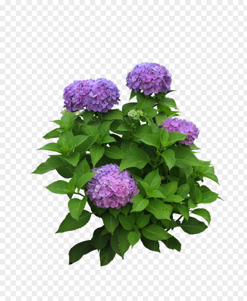 Garden Landscape Tree Flower PNG