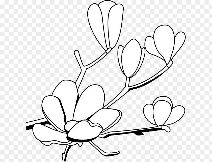 Magnolia Cliparts Southern Drawing Clip Art PNG