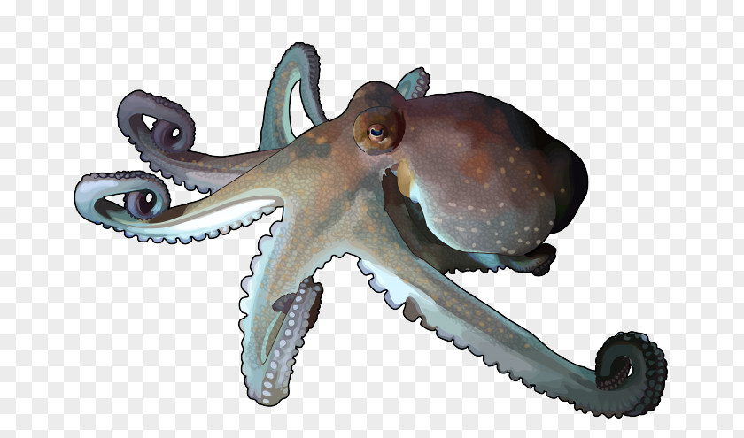 Octopus Cephalopod Squid Terrestrial Animal PNG