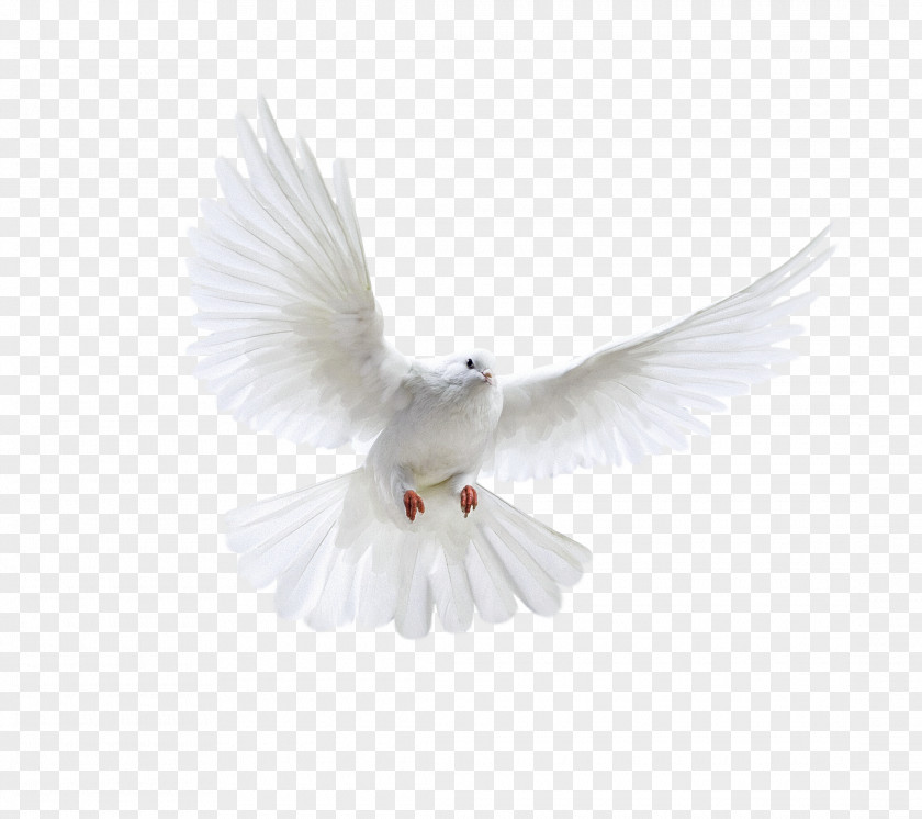 White Flying Pigeon Image Bird Poster PNG