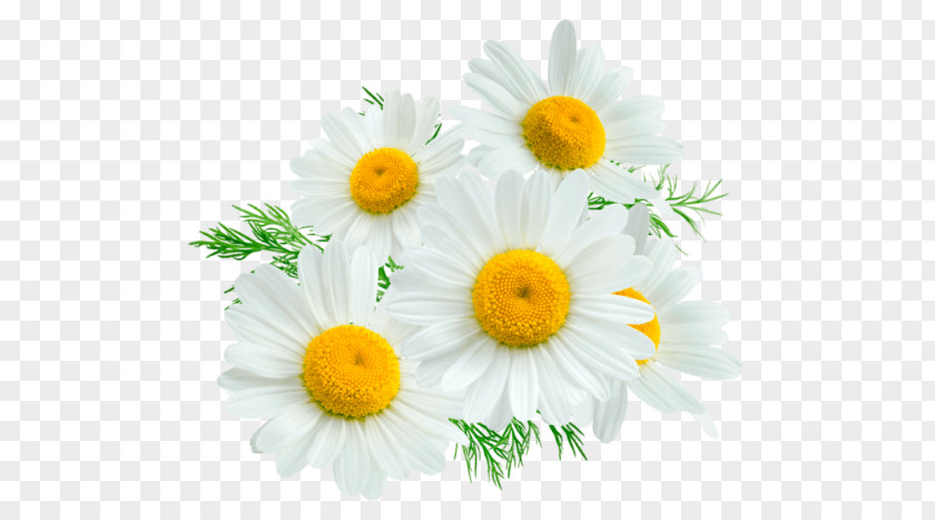 Chamomile Roman German Margarita Aufguss PNG