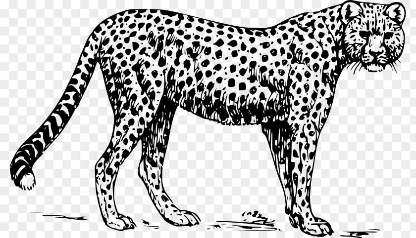 Cheetah Leopard Clip Art PNG