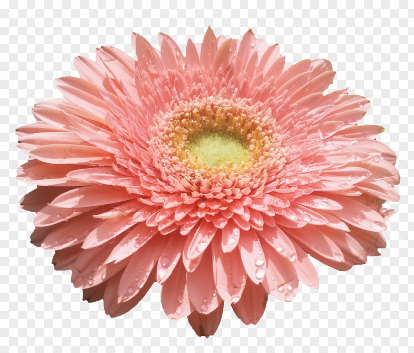 Flower Desktop Wallpaper Cut Flowers Transvaal Daisy PNG