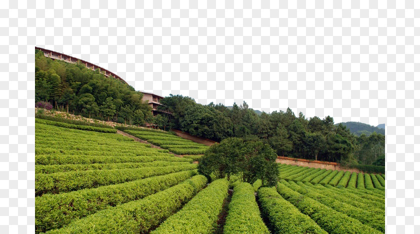 Green Tea Garden Material Download PNG