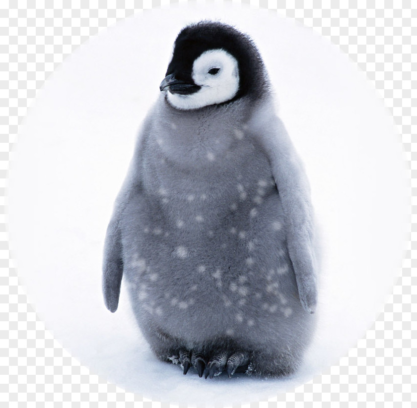Penguin Baby Penguins Infant Cuteness PNG