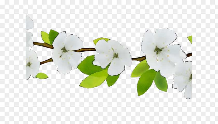 White Flower Petal Branch Plant PNG