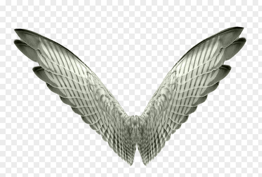 Bird Wing Butterfly Aile PNG