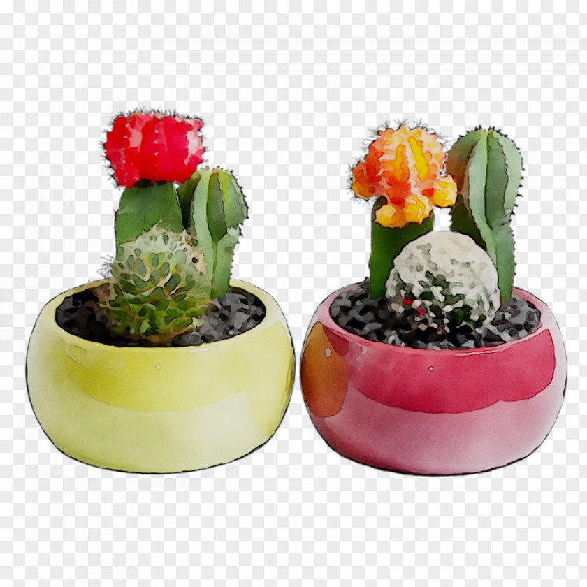Cactus Flowerpot Succulent Plant Houseplant Garden PNG