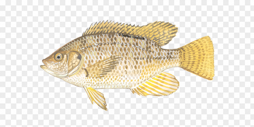 Fish Tilapia Perch Alaska Pollock Seafood PNG