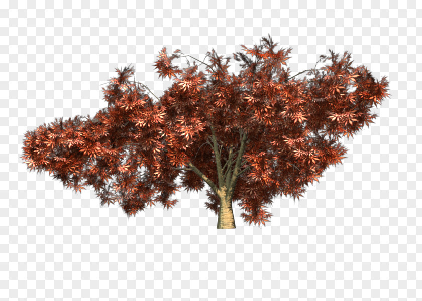 Maple Tree Japanese Twig Red PNG