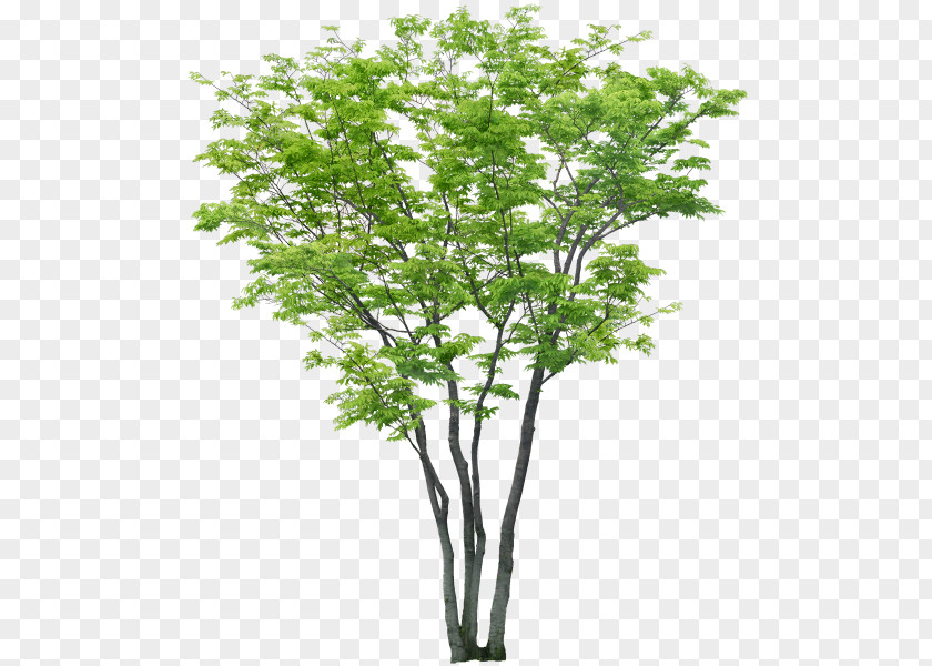 Tree Computer-aided Design Computer Software Clip Art PNG