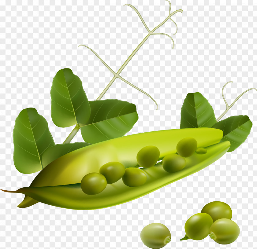 Veggies Food Eating Pea Bean Vegetable PNG