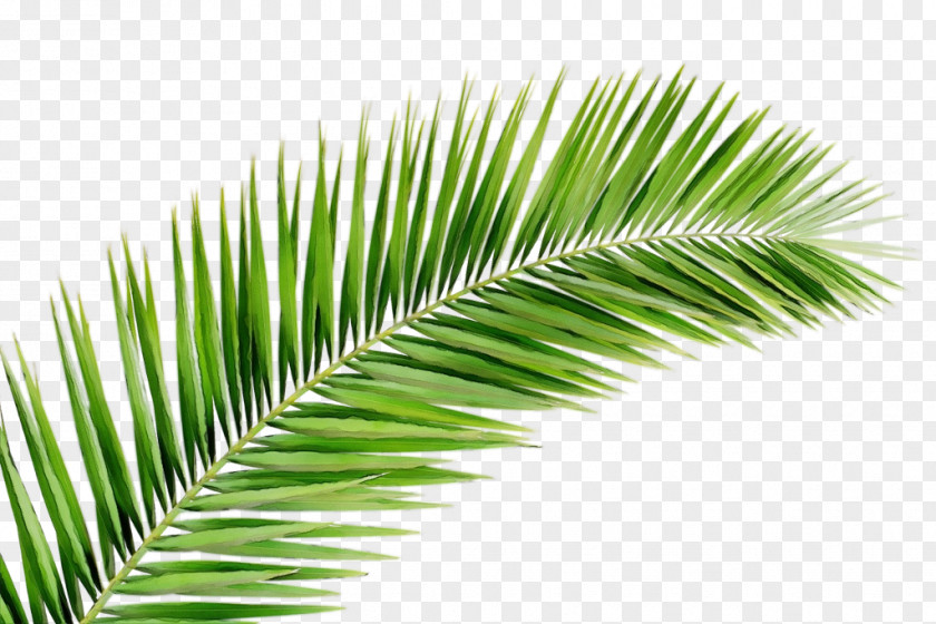 Woody Plant Elaeis Palm Tree PNG