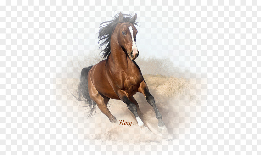 Arab Horse Running Arabian Canadian Gallop Breed Black PNG