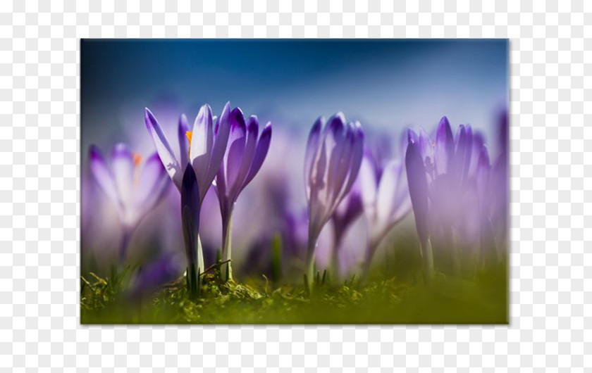 Crocus Desktop Wallpaper Flower Stock Photography PNG