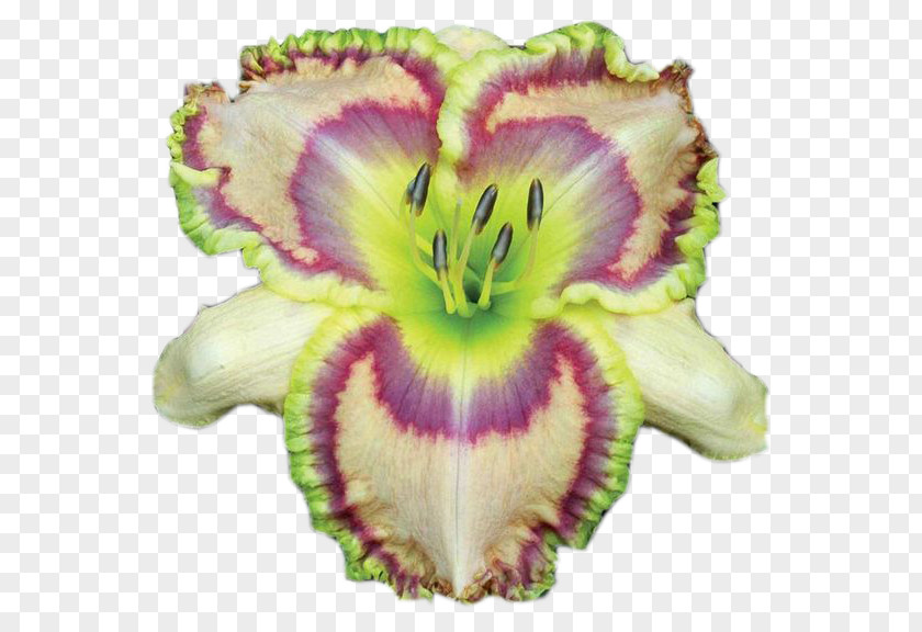 Flower Daylily Garden Plants PNG
