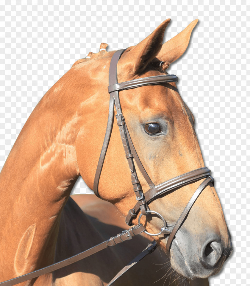 Mustang Halter Shetland Pony Bridle Bit PNG