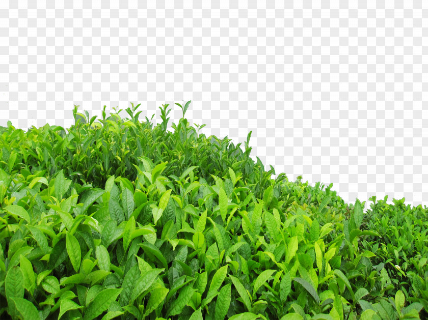 Tea Tree Green Oolong Longjing High-mountain PNG